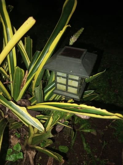 The image depicts a close-up, ground-level view of a garden scene at night in Naya Andura, India. A dark gray, pagoda-style solar garden lantern, featuring a rectangular solar panel on its roof and frosted, grid-patterned light panels, is positioned amidst dense foliage. The lantern is illuminated, casting a soft glow. The surrounding plants are primarily variegated with long, strap-like leaves displaying prominent green and yellow stripes. Some leaves exhibit damage, including tears and ragged edges. Directly behind the solar lantern, a light-colored, feathery inflorescence extends upwards. The ground beneath the plants consists of dark soil with scattered smaller green plants and dried organic matter. A small, translucent, elongated creature, possibly a slug or larva, is observed on a lower yellow-striped leaf in the foreground. No people are visible.