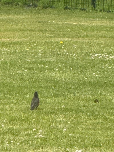 This image, captured in Glenview, United States of America, depicts a ground-level view of a vibrant green lawn under natural light. A single dark-feathered bird, possibly an American Robin, is positioned in the lower-center of the frame, facing away from the viewer. Its plumage appears dark grey or black on its back. The grass is interspersed with numerous small white blossoms, consistent with clover or spent dandelions, and a single bright yellow flower, likely a dandelion, is visible in the upper-midground. To the right of the bird, an amorphous dark brown object rests on the grass, possibly a clump of soil, organic debris, or animal waste. In the background, a dark metal fence, typical of a park or property boundary, stretches horizontally, partially obscured by distant greenery. The scene suggests a clear day in an outdoor, maintained grassy area.