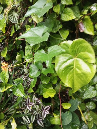 A lush green vertical garden with a variety of textures and leaf shapes. Prominent are heart-shaped leaves, ivy-like foliage, and striped Tradescantia zebrina. A flowering plant with small orange blooms adds a pop of color. The leaves appear wet, suggesting recent rain, enhancing the vibrancy and richness of the greenery.