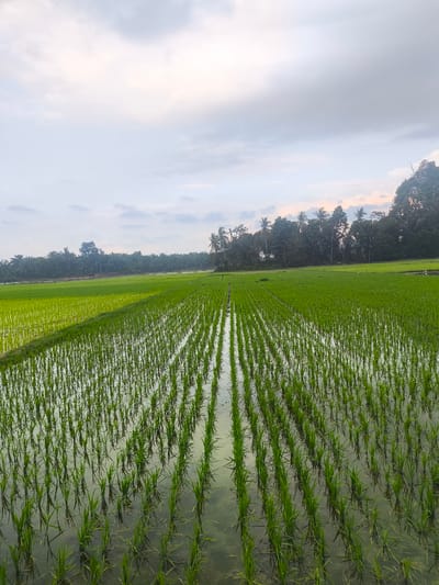 This is a vertical, eye-level shot of a flooded rice paddy in Puloblang, Indonesia. The paddy is filled with young green rice plants, which are arranged in neat rows. The water reflects the plants and the sky, creating a textured, layered effect. The sky is overcast with soft, gray clouds. In the distance, a line of trees, including palm trees, marks the edge of the paddy. The scene is serene and depicts a rural agricultural landscape. There are no people or animals visible in the frame.