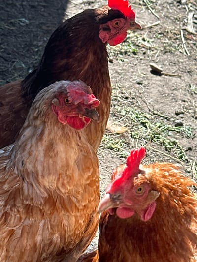 Three chickens are standing in a dirt and grass area. The chicken in the foreground to the left is light brown and white with red wattles and comb. The chicken behind it to the left is dark brown with red wattles and comb. The chicken in the foreground to the right is reddish-brown with red wattles and comb. The chickens are in the city of Novoyeniseyka, Russia.