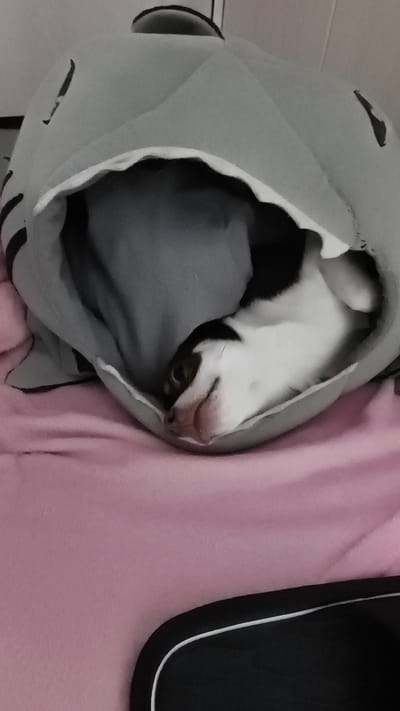 A small dog with black and white fur is sleeping inside a gray shark-shaped pet bed. The bed is resting on a pink surface, likely a blanket or bedspread. The dog's head is peeking out of the opening of the shark bed, with its eyes closed and its mouth slightly open. The background is a light-colored wall. There is no information about the location in Bolshoy Kamen, Russia, or any other specific location.