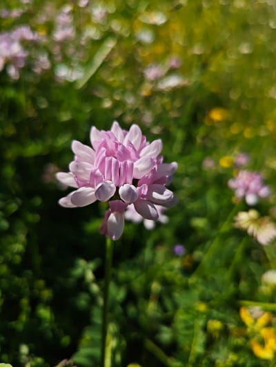 This media file is a close-up, outdoor photograph of a cluster of light pink flowers. The flowers are the central subject, with their delicate petals and structured form taking up a significant portion of the frame. The background consists of lush green foliage, suggesting a natural, outdoor setting such as a meadow or garden. Scattered throughout the background are other small flowers, some appearing white and others yellow, adding depth and texture to the scene.
The lighting indicates it is daytime, likely a sunny day, as evidenced by the bright illumination on the central flower and the bokeh effect in the background, which creates blurred circles of light. The focus is sharp on the main flower, highlighting the intricate details of its structure, while the rest of the scene is softly blurred, emphasizing the subject.
The overall mood of the image is serene and natural, capturing the beauty of wildflowers in bloom. There is no visible text in the image. Based on the provided location context, this scene is likely in Ukeshi, Georgia. The image appears to be a still photograph, with no discernible activity taking place beyond the natural state of the flowers in their environment.