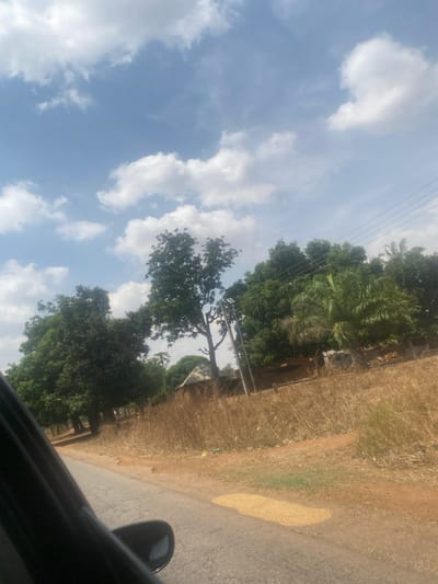 The image depicts a daytime, outdoor scene in Tataura, Nigeria, captured from the perspective of a vehicle, evidenced by the dark frame of a car door and side mirror in the lower left quadrant. A paved road surface with minor cracks is visible in the foreground, transitioning to a dirt shoulder on the right. On this shoulder, a patch of light yellow, granular material, consistent with dried grains, is present. The roadside is populated by dry, light brown grasses and sparse green vegetation. In the middle ground and background, a dense assortment of green trees, including broadleaf and palm varieties, dominates the landscape. A single-story structure with a light-colored roof is partially obscured by trees in the mid-distance. Utility poles with overhead lines are visible on the right side of the frame, interspersed among the trees. The sky is clear blue with numerous scattered white cumulus clouds. No individuals or animals are visible.