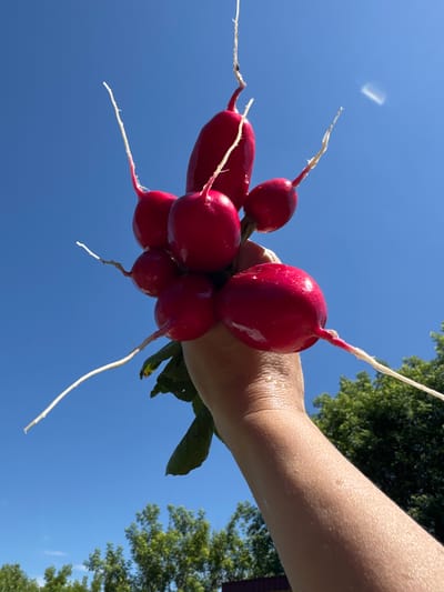 A hand holds a bunch of bright red radishes with thin white roots against a clear blue sky. The radishes are plump and shiny, some showing slight irregularities in shape. Green leaves are visible at the base of the bunch. The hand appears to be part of a person, with visible skin texture and a slight sheen, suggesting it might be damp. The background consists of a vibrant blue sky with a few faint white streaks, possibly from distant clouds or atmospheric effects. Below the sky, the tops of green trees are visible, indicating an outdoor setting, likely in a rural or park-like environment. The specific location of Varzi-Omga, Russia, cannot be determined from the visual information alone.