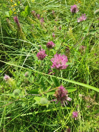 A close-up, medium shot captures a patch of red clover flowers blooming amidst lush green grass and other wildflowers in Yamansarovo, Russia. The flowers, varying in shade from deep pink to lighter magenta, are clustered in round heads, with some in full bloom and others still in bud. Thin, green stems hold the flower heads aloft, surrounded by a dense growth of grass blades. In the background, out-of-focus yellow wildflowers add a touch of contrasting color. The sunlight creates a bright, natural scene, highlighting the textures of the petals and leaves.