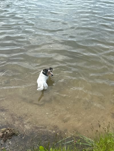 A small, white and brown dog stands in shallow, murky water near the shore of a body of water. The dog is facing away from the camera, looking to its right. The water has small ripples and reflections on its surface. The shore in the foreground is covered with sand, some aquatic plants, and debris. The background is entirely filled with water. The scene appears to be an outdoor natural environment, potentially a lake or river bank, in the area of Пярэжырскі сельскі Савет, Belarus.
