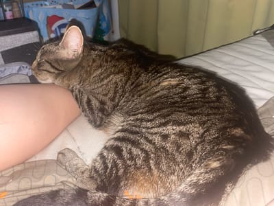 A tabby cat is sleeping on a bed, curled up next to a person's leg. The cat's fur is a mix of brown, black, and tan stripes. Its eyes are closed, and its head is resting on the person's thigh. The person's leg is bare and appears to be resting on a patterned blanket. The background is a blurred image of a wall with a green curtain and some colorful gift bags. There are no visible signs of the city of ЖК «Борисоглебское», Russia.