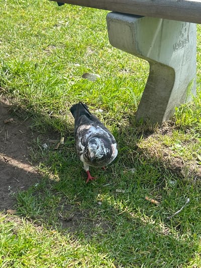 A pigeon with mottled black and white plumage is standing on a grassy area next to a concrete bench leg that has "Velopa" embossed on it. The pigeon is facing the camera and its red feet are visible. The ground is a mix of grass and dirt. There are a few scattered cigarette butts and twigs on the ground. The scene appears to be outdoors in a park or public area, possibly in Leiden, Netherlands, given the "Velopa" branding which is associated with bicycle parking solutions often found in Dutch cities. The lighting suggests it is a sunny day.