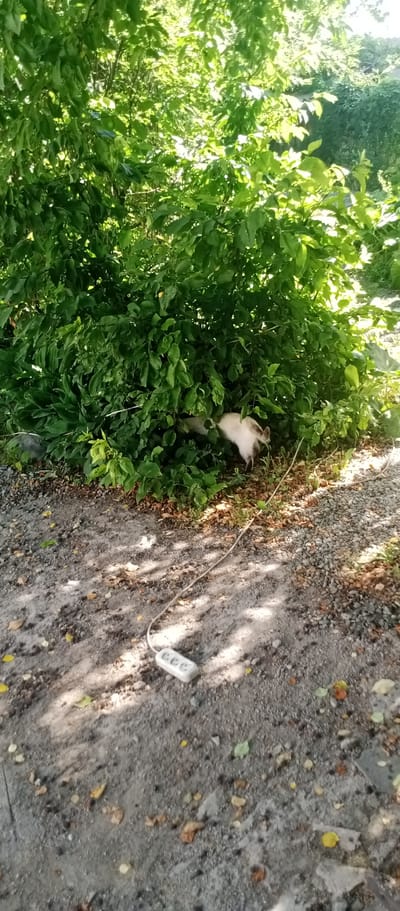 A light-colored cat, with a darker tail, is partially hidden within lush green foliage. The cat is facing away from the camera and appears to be sniffing the ground. In the foreground, on a gravelly surface, lies a white multi-outlet power strip with a cord extending towards the vegetation. The scene is outdoors, with sunlight filtering through the leaves. The location is identified as Marinovka, Kazakhstan.