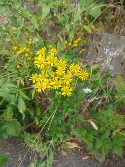 This media file features a close-up, slightly overhead view of a cluster of small yellow wildflowers. The flowers, which appear to be in full bloom, have multiple ray florets radiating from a central disc. They are attached to thin green stems with smaller buds and seed heads also visible. The background is a mix of green foliage, dry grass, and a rough, gravelly surface that suggests an outdoor setting. A grey, textured object, possibly a stone or concrete element, is visible in the upper left quadrant. The lighting suggests it is daytime, and the plants appear to be thriving in a natural or semi-natural environment. There is no visible text in the image. The scene is likely a snapshot of nature in Charleville-Mézières, France, capturing the delicate beauty of wildflowers in their habitat.
