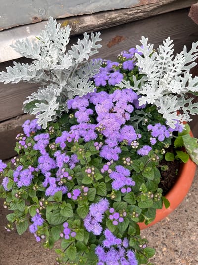 The image shows a close-up of a terracotta pot filled with a mixed arrangement of plants. In the upper portion of the pot, two branches of a plant with large, silvery-white, deeply lobed leaves are prominent. These leaves are covered in a fine, fuzzy texture. Interspersed among and below these silver-leafed plants are numerous clusters of small, fluffy, lavender-purple flowers. The flowers have a pom-pom like appearance and are surrounded by dark green, ovate leaves. Some flower buds, which are greenish-pink, are also visible. The background consists of weathered wooden planks and a metallic surface. The scene appears to be outdoors, likely in a garden or patio setting. There are no people or animals present, and no specific actions are being depicted. The context of the city of Нестюково, Russia, does not provide any additional visual information for the description of this image.