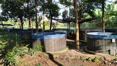 The image depicts an outdoor scene in Trosobo, Indonesia, featuring a series of cylindrical aquaculture tanks. These tanks are constructed with black netting and lined with blue tarpaulin. The tanks are arranged in rows and appear to be empty, suggesting a preparation or maintenance phase. Surrounding the tanks are mature trees with lush green foliage, casting shadows on the ground. Some smaller plants and dried leaves are scattered on the dirt ground. In the background, there is dense vegetation, including banana trees, and a glimpse of a building. The overall impression is that of a functional aquaculture farm situated in a tropical environment. There are no people or animals visible in the image.