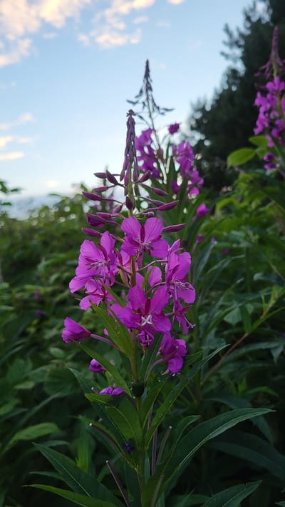This is a close-up, vertical orientation, outdoor photograph of fireweed flowers, also known as Epilobium angustifolium, in full bloom. The vibrant pink-purple flowers are the primary subjects, clustered on tall spikes. The foreground is dominated by these flowers and their green, lance-shaped leaves, with some buds also visible. The flowers are detailed, showing their delicate petals and stamens. Some dew drops are visible on the leaves.
In the background, out of focus, is a dense growth of green foliage, likely more fireweed or other similar plants. To the left of the frame, a sliver of the sky is visible. It is a pale blue with scattered, wispy white clouds, tinged with a warm, golden light, suggesting it is either early morning or late afternoon. The lighting indicates natural daylight, possibly under an overcast sky or during the golden hour.
The scene appears to be a natural, outdoor setting, possibly a meadow, roadside, or garden where fireweed commonly grows. The location context provided is Rohuneeme, Estonia. No people or man-made objects are present in the frame. The overall mood of the image is natural and serene, focusing on the beauty of the wildflowers. There is no visible text in the image.