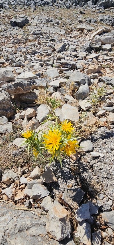 A cluster of vibrant yellow wildflowers with spiky green leaves grows among a rocky, uneven terrain. The ground is covered with a mix of small to medium-sized gray and brown stones, some appearing flat and layered, while others are rough and angular. Dry, yellowish grass and debris are scattered throughout the rocky expanse. The scene suggests an outdoor, possibly mountainous or arid environment. The flowers are in focus, with their bright petals contrasting against the muted tones of the surrounding rocks. Shadows from unseen objects, possibly plants or rocks, are cast on the ground. This image appears to have been taken in the city of Dol, Croatia, given the rocky landscape and vegetation common to the region.