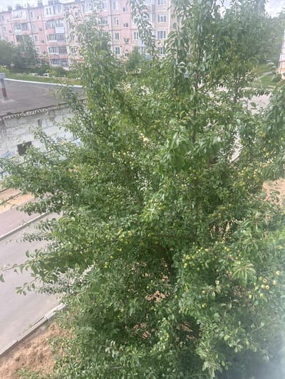 This is a medium-shot, eye-level photograph taken in Kokhma, Russia, during daytime. The main subject is a mature fruit tree, possibly an apple or pear tree, laden with small, green fruits. The tree's branches, covered in lush green leaves, dominate the foreground and middle ground, extending upwards and outwards. The fruit is visible throughout the foliage, with many small, round, green fruits clustered on the branches.
In the background, a multi-story apartment building with a pale pink and beige facade is visible. The building has numerous windows with white frames and some balconies. To the left of the tree, the flat roof of another, lower building is seen, constructed of dark grey material with a white brick wall beneath it, marked with graffiti. A paved walkway or road runs along the bottom left of the image, bordered by a strip of dry, sandy soil. The overall environment suggests an urban residential area.