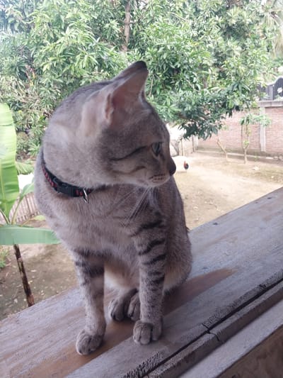 A tabby cat with a black and red collar sits on a wooden railing in Labissa, Indonesia. The cat is looking to the right, with its body angled slightly away from the camera. In the background, there is lush green foliage, a brick wall, and a rooster walking in a dirt yard. The lighting suggests it is daytime, possibly late morning or early afternoon.