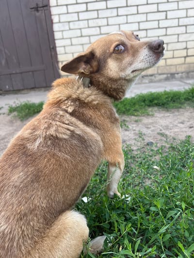 A medium-sized, light brown dog with dark eyes and floppy ears is the sole subject of this media file. The dog is positioned in a courtyard, with a tiled walkway and a wooden gate visible in the background. Lush green grass and plants surround the dog, suggesting an outdoor setting during warmer months. The dog is looking upwards and to the left, with an alert and curious expression. Its fur appears thick and somewhat shaggy. The overall lighting suggests it is daytime, possibly mid-morning or afternoon, with no indication of specific weather conditions. There is no visible text within the image. The context provided places this scene in Sobishchytsi, Ukraine.