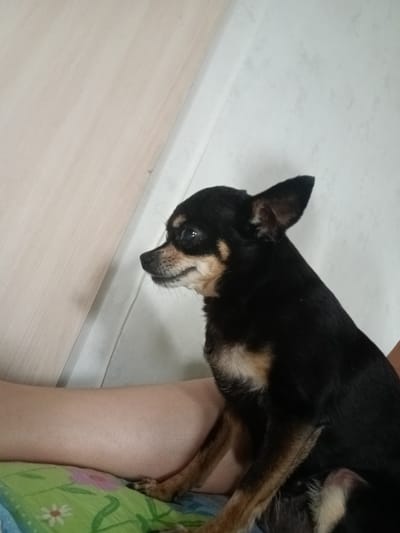 A small black and tan dog, likely a chihuahua or similar breed, is seated on a person's lap. The dog is facing left, with its head turned to look off to the side. It has large ears, dark eyes, and a short muzzle. The dog's fur is mostly black with tan markings on its face, chest, and legs. The person's leg is visible beneath the dog, and they are wearing a green and white patterned blanket or clothing. The background consists of a light-colored wall with a subtle textured pattern and a light wood-colored surface, possibly a door or furniture, to the left. The lighting suggests it is daytime, and the setting appears to be indoors, likely a home in Нижнетроицкий, Russia. The dog seems relaxed and alert, with its ears perked up. There is no visible text in the image.