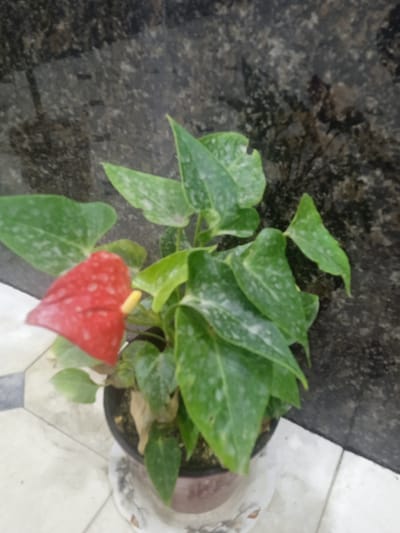 The image shows a potted anthurium plant with one bright red spathe and a prominent yellow spadix. The plant has large, glossy green leaves with some lighter speckling. The pot is dark brown and sits on a decorative saucer. The plant is placed indoors, as indicated by the tiled floor with a geometric pattern and a dark, textured wall behind it. The wall appears to be made of stone or a similar material with a mottled pattern. The lighting suggests it could be daytime, but there are no direct light sources visible. The image is somewhat out of focus, particularly the background and parts of the plant, but the red spathe and yellow spadix are relatively clear. There is no visible text in the image. The setting appears to be a domestic or office interior.