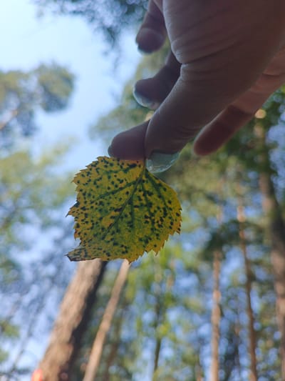 A person's hand holds a yellow and green leaf with black spots in Nepryakhinskoye Sel'skoye Poseleniye, Russia. The leaf is viewed from below, with the background consisting of blurry trees and a light blue sky. The leaf has serrated edges and prominent veins. The hand appears to have light-colored nail polish. The overall impression is of an autumn scene in a forest setting.