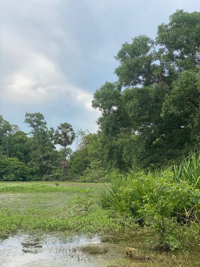 The image depicts a natural swampy area with dense green vegetation. The foreground is dominated by murky water covered with algae and floating debris. Tall grasses and small plants emerge from the water, with a small tree growing in the middle of the swamp in the lower right portion of the frame. In the mid-ground, a large expanse of water is covered with green aquatic plants. Beyond this, a dense forest lines the background, with a prominent palm tree standing out among the other trees. The sky is overcast with scattered clouds. Three small, purple objects are visible in the sky, and two tiny black specks are also present in the upper left section of the sky. One of the purple objects appears to be a kite.