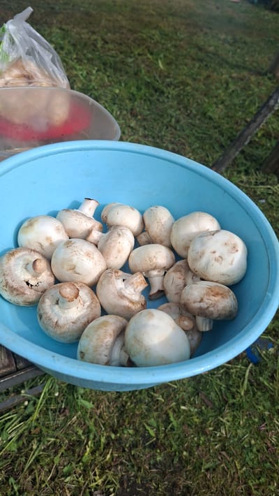 A blue plastic bowl is filled with white mushrooms. The bowl sits outside on green grass. Nearby is a clear plastic bag and plastic container. The scene is located in Сваткаўскі сельскі Савет, Belarus.