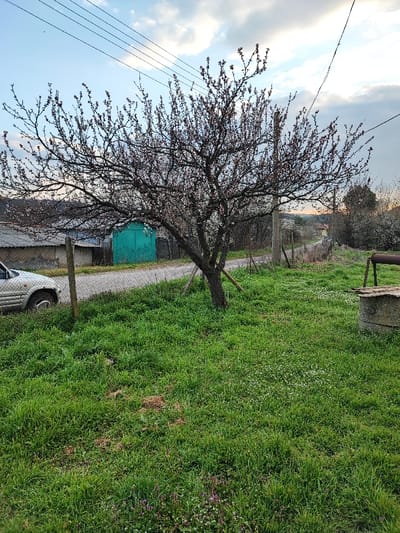 This image depicts an outdoor rural or semi-rural scene in Musachevo, Bulgaria, under a partly cloudy sky with ambient lighting suggestive of either early morning or late afternoon.

In the foreground, a vibrant green grassy area occupies the lower half of the frame, interspersed with small white and purple wildflowers. A deciduous tree, appearing to be in early bloom with numerous small pink blossoms on its bare branches, stands slightly right of center; its trunk is supported by two angled wooden stakes. To the far right, a circular concrete well with a rusted metal winding mechanism is visible.

A chain-link fence, supported by wooden posts, stretches horizontally across the mid-ground, separating the grassy area from an unpaved road. A silver-colored SUV is partially visible on the left, positioned behind the fence and adjacent to the road, with only its front quarter, including a wheel and fender, in view. Beyond the road, to the left, a gray-roofed structure with corrugated siding is present, next to a bright turquoise-painted metal double door or garage entrance.

The unpaved road extends into the background, curving slightly to the right, with utility poles and overhead power lines traversing the upper portion of the scene. Distant trees and vegetation cover hills or land formations. No individuals are present, and no actions or interactions are depicted.