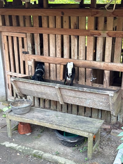In Alian, Indonesia, two goats are visible within a wooden enclosure. One goat, predominantly black with a white face, stands in the middle of the enclosure and is facing the camera. To its left, another goat, mostly black with a white patch on its back, is partially visible with its head down, appearing to be eating from a trough. The enclosure is constructed from vertical wooden planks, with a horizontal beam running across the front. A weathered wooden trough is positioned in front of the goats, and a wooden bench is situated below the trough. On the bench, a grey, circular bowl is present. The ground beneath the bench is a mixture of dirt and gravel, with some scattered leaves and debris.