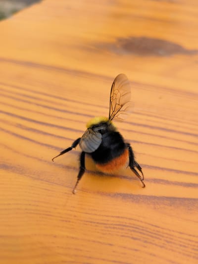 A close-up, overhead shot shows the rear of a bumblebee resting on a textured, orange surface, likely a wooden table. The bumblebee's fuzzy, black and orange abdomen is visible, along with its delicate, transparent wings outstretched and hairy black legs. The surface has a wood grain pattern with parallel lines. The background is softly blurred. There are no people or any indication of the location being Panamik, India.