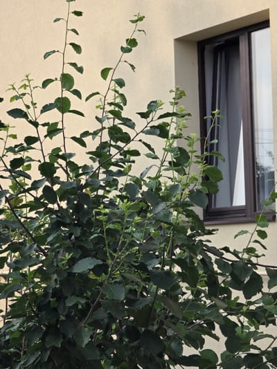 This image is a close-up, low-angle shot of tree branches and leaves against a light-colored wall and a window. The branches are dark and slender, with clusters of dark green leaves and some lighter green new growth. The leaves are varied in shape and size, with some appearing serrated. The wall has a rough texture. Above the wall is a window with a dark frame, partially open, revealing a reflective surface inside. The scene appears to be outdoors, with the sun casting a shadow from the window onto the wall. The overall impression is one of lush greenery against a man-made structure, likely taken during daylight hours. There is no visible text. The location context is Pidhorodne, Ukraine.