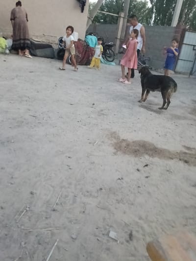 In Altinkul, Uzbekistan, a dog stands on a dirt ground in front of a group of people. A woman in a dark, patterned dress stands on the left. A young girl in a white shirt and shorts is in the center, facing left and holding a dark object. A young boy in a yellow shirt and pants is to her right. A man in a white sleeveless shirt stands behind the girl. A young girl in a pink dress is to his right. Another young girl in a blue shirt and shorts is on the far right. The background includes a building, trees, and a fence.