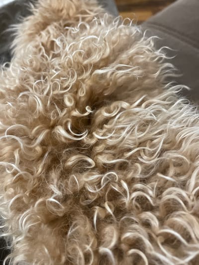 Close-up view of a dog's curly fur, light tan with white highlights. The background is blurred. The location of Aratashen, Armenia is not evident from this image.