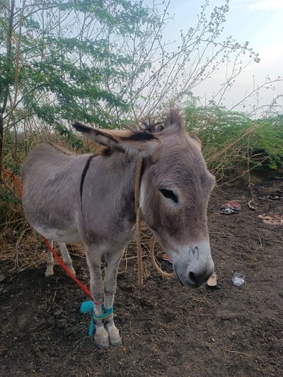 The scene is set in Kottalapalli, India. A grey-brown donkey stands on dark, loose soil with sparse dry vegetation. The donkey's head is lowered and slightly turned to the right, exhibiting a lighter muzzle with a faint "M" mark. A dark stripe runs along its back. Its ears are upright. A light brown rope is visible around its neck. A red rope is tied to its left front leg, extending to the left out of frame. Both front fetlocks are bound together with a blue and green fabric or rope, restricting movement. In the background, dense, dry-looking scrub and bushes with some green foliage are visible. The sky is bright and overcast. On the ground to the donkey's right, several items of footwear are scattered, including a pair of dark flip-flops, a pair of reddish-brown sandals, and a pair of light brown sandals. A clear plastic cup and a light-colored plastic container are also present on the ground.