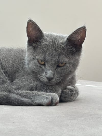 A close-up shot shows a young gray cat with yellow eyes lying down on a light gray surface. The cat is facing the camera and has its paws tucked in. The background is a plain, light color. The image was taken in Buford, United States.