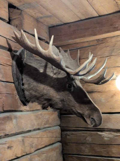 The image displays a taxidermied moose head mounted on a wooden wall, likely in a rustic setting. The moose's head is turned to the right, showcasing its impressive antlers. The antlers are large and palmate, with multiple points. The moose's fur is dark brown and appears well-preserved. The wooden wall is constructed from rough-hewn logs, suggesting an older building or a deliberate aesthetic choice. The background is filled with the texture of the wood. The lighting in the scene is somewhat dim, with a bright, possibly artificial, light source visible on the far right, casting a soft glow. The overall impression is one of a trophy display, common in hunting lodges or similar establishments. Without additional information or context, it is impossible to determine the specific location in Oulu, Finland, beyond it being an indoor environment with wooden architecture.