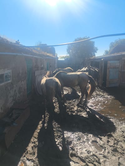 In the village of Karatobe, Kazakhstan, on a sunny day, three horses stand in a muddy enclosure. Two horses are partially visible, one from the rear and the other from its side, both facing towards the right of the frame. A third horse is mostly obscured, appearing to be behind the others. The enclosure's walls are made of a rough, earthy material, with weathered wooden doors and small windows. The ground is uneven and saturated with mud and puddles, reflecting the bright sunlight. A metal trough is visible in the lower left corner. The scene depicts a rural setting, likely a farm or stable, with the characteristic architecture and landscape of the region.