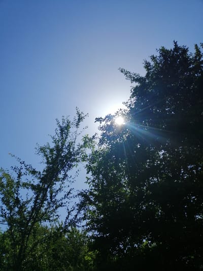 A photograph captures a bright blue sky with the sun shining through the dark green foliage of trees. The sun is positioned towards the right side of the image, creating visible rays that pierce through the leaves. The trees appear to be a mix of dense and sparser growth, with branches and leaves filling the lower portion of the frame. The scene suggests an outdoor environment, likely in a park or natural area, bathed in sunlight. There are no people or specific landmarks visible to pinpoint a location within Lanivtsi, Ukraine.