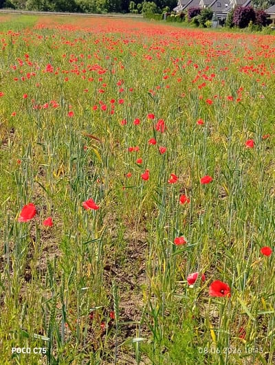 The image depicts a vast field of blooming red poppies, interspersed with green stalks of grain and other vegetation. The field stretches out into the distance, suggesting a rural or semi-rural setting. In the background, several houses with tiled roofs and manicured bushes are visible, indicating proximity to a residential area. The sky is not visible in the frame. The foreground shows individual poppy flowers with their distinctive red petals, some fully open and others in bud. The lighting suggests it is daytime, likely sunny, given the bright colors and clear visibility. The timestamp overlay in the bottom right corner indicates the image was taken on June 8, 2026, at 10:13 AM. The text overlay "POCO C75" in the bottom left corner suggests the image was captured with a Poco C75 smartphone. The presence of houses and a well-tended field suggests a cultivated area, possibly on the outskirts of a town or village. Given the context of Kiełczów, Poland, this scene likely represents a landscape in or around this location.