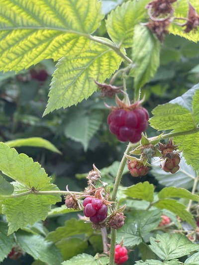 The image displays a close-up view of several raspberries and raspberry leaves on a bush. In the foreground, two ripe raspberries are visible, one larger and deeper red, and another slightly smaller and lighter red. Several less developed or overripe raspberries, appearing as small green or reddish-brown clusters, are also present. Bright green, serrated leaves of the raspberry bush are scattered throughout the frame, with some leaves catching the light and appearing translucent. The background consists of a blur of more green foliage and stems, suggesting a dense growth of the bush or surrounding plants. There are no people or discernible human activity present in the image. The scene is natural and appears to be outdoors, consistent with a garden or wild bush. The location of Кызыл-Тоо, Kyrgyzstan, is not visually represented in the image itself.