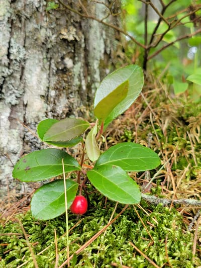 A single, bright red berry hangs from a small, green-leafed plant. The plant is nestled amongst vibrant green moss and dry, brown pine needles. Behind the plant, a large, textured tree trunk is visible, its bark gray and weathered, with patches of lichen. The background is softly blurred, showing hints of more greenery and tree branches. The scene appears to be in a natural, wooded environment.