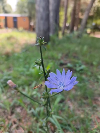 The image shows a close-up of a purple chicory flower in bloom, with a hoverfly in mid-air to its left. The flower is on a thin green stem, with a few small buds also visible. The background is out of focus, showing green grass, trees, and a blurred orange building with a dark blue window in the distance. The setting appears to be a park or natural area within the city of Катунь, Russia, likely during the daytime given the lighting. No people are visible in the scene. The hoverfly has a striped pattern of yellow and black on its abdomen.