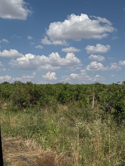 The image depicts a rural landscape under a partly cloudy blue sky. In the foreground, tall dry grass and wild vegetation are visible, with some sparse green plants and small white wildflowers interspersed. A line of lush green bushes or crops stretches across the middle ground, with some darker foliage and what appear to be grapes or berries on some of the plants. In the background, the sky is dominated by fluffy white cumulus clouds. The scene is set in a natural environment, likely a field or vineyard, with no structures or people immediately apparent. The overall impression is one of a sunny day in a rural area.