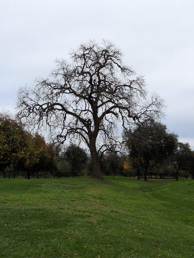 A bare tree with twisting branches dominates the scene against a pale sky. Lush green grass occupies the right side, leading to a cluster of trees in the background, some with autumn leaves. The tree's trunk connects the sky and the ground, creating a contrast between the natural elements.