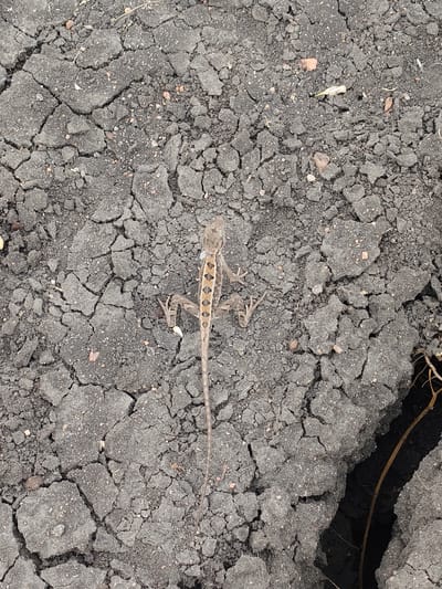 The image displays an overhead perspective of a dry, cracked ground surface in Kottalapalli, India. Centrally positioned is a solitary lizard, oriented with its head towards the top of the frame. The lizard has a light brown to tan coloration with a prominent pattern of interconnected, darker, diamond-shaped markings outlined in lighter tan along its dorsal midline, extending from its head to its elongated tail. Its four slender limbs are visible, with digits splayed. The ground consists of dark gray, desiccated soil fragmented into numerous irregular polygons by deep fissures and surface cracks. Scattered small pebbles and sparse organic debris are present on the cracked earth. A prominent, wider crevice, partially obscured, is visible in the lower right, containing a thin, dry branch or root.