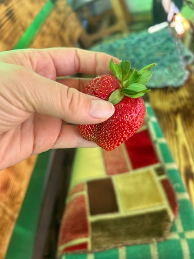 A person's hand is holding two red strawberries. The strawberries have green leaves on top and visible seeds on their surface. The hand is positioned in the foreground, with a blurred background. The background includes elements of what appears to be an outdoor or rustic setting. There is a wooden surface with a green stripe, and behind that, a patterned fabric or mat in shades of green, yellow, red, and brown. Further in the background, there's a blurred green object with a textured surface, and possibly some light sources. The lighting suggests it might be daytime. The overall impression is a close-up of fresh fruit being presented in a casual, natural environment. No text is visible in the image.