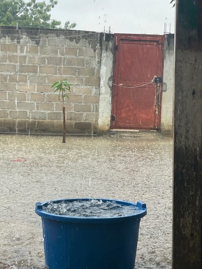 The image depicts an outdoor scene in Luanda, Angola, during a heavy rain shower. The perspective is from under an overhang, looking out onto a wet, paved or concrete ground that is covered in falling raindrops and splashes.
On the right side of the frame, a large, cylindrical blue plastic barrel is prominent. It is partially filled with water, with visible splashes on its surface indicating that it is actively collecting rainwater from the downpour.
Towards the center-left, a young sapling, likely a small tree with green leaves, stands upright, supported by a wooden stake. It is positioned in front of a robust wall constructed from grey concrete blocks. In the background, above the block wall, a reddish-brown metal gate with a visible lock mechanism is set into a concrete structure. To the far left, a portion of a tree with green foliage is visible against an overcast, bright sky.
The scene conveys intense rainfall, with water visibly sheeting across surfaces and creating a hazy effect. The time of day appears to be daytime, under an overcast sky. The absence of people emphasizes the natural event and the functional, somewhat utilitarian, nature of the outdoor space. There is no visible text in the image.