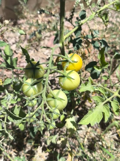 A close-up shot captures a cluster of young, green tomatoes growing on the vine. The tomatoes are small and round, with vibrant green skin and visible green stems and sepals. One tomato, slightly further along in its ripening process, has a yellowish hue. The vine is situated outdoors, with the ground below covered in dry, light-colored soil and sparse vegetation. Sunlight filters through the leaves, casting dappled shadows on the scene, suggesting it is daytime. The overall impression is one of natural growth and the early stages of fruit development in a garden setting. No people are visible, and there is no text present in the image. The location context is La Gaspara, Spain.