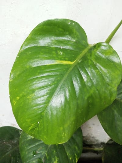 A close-up captures a vibrant green pothos leaf with subtle yellow variegation. The leaf exhibits a glossy sheen, highlighting its veins and texture. It's positioned against a textured white background. Parts of other leaves can be seen at the bottom and to the right, suggesting a healthy, thriving plant. The focus is sharp on the main leaf, drawing attention to its shape and color variations.