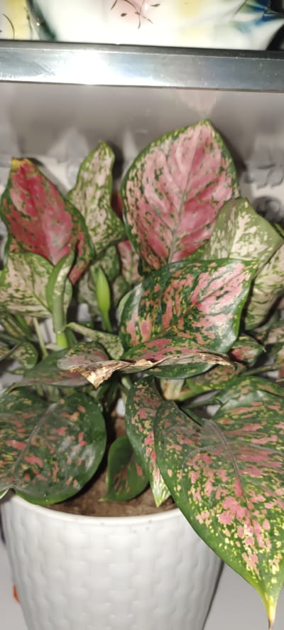 The image shows a close-up of a potted plant with green and pink variegated leaves. The plant is in a white textured pot. In the background, there appears to be a shelf with another decorative object. The lighting is dim, suggesting an indoor setting. There are no people visible in the image. The location is identified as Baghdad, Uzbekistan, though this information does not appear to be visually verifiable from the image itself.